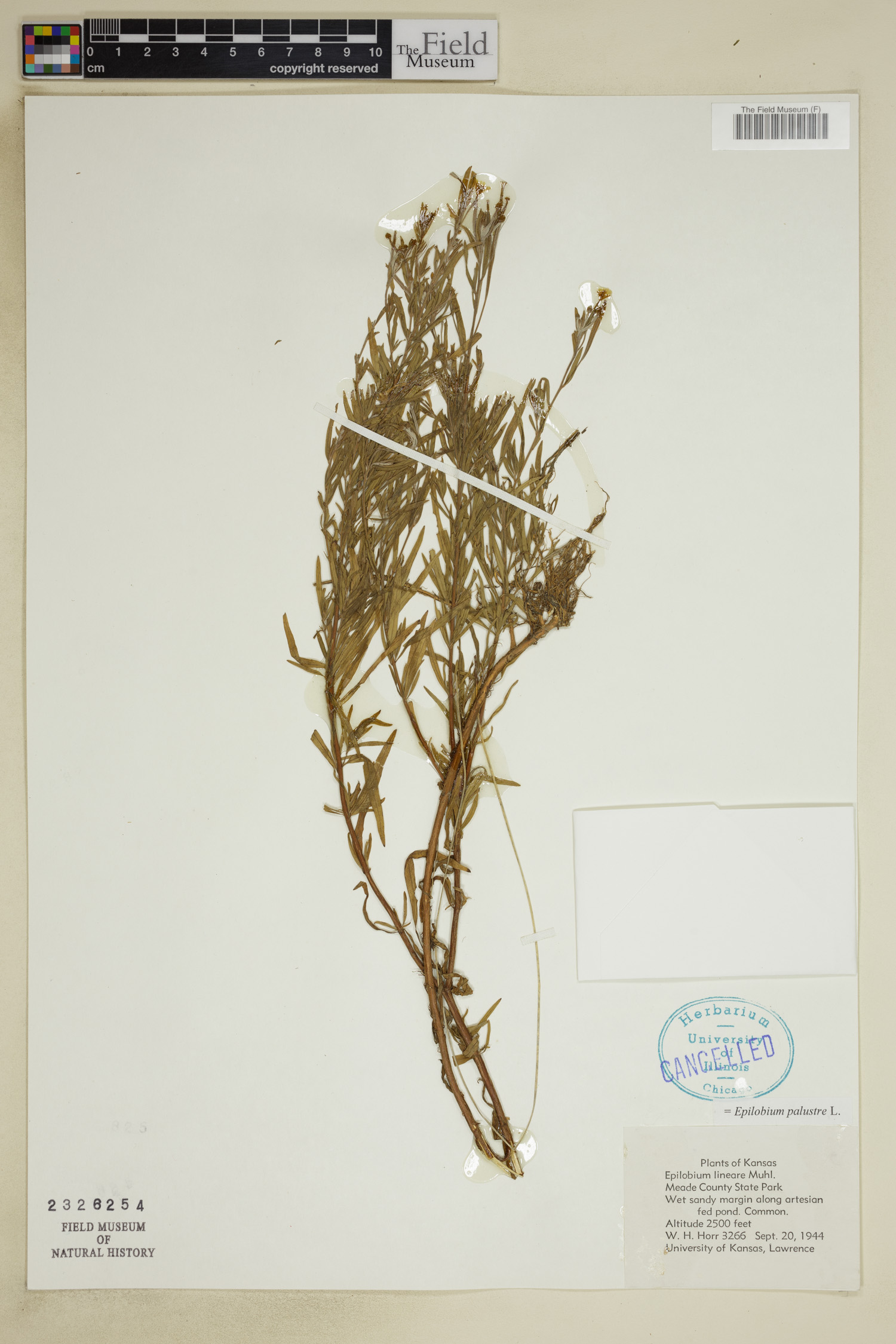 Epilobium palustre image