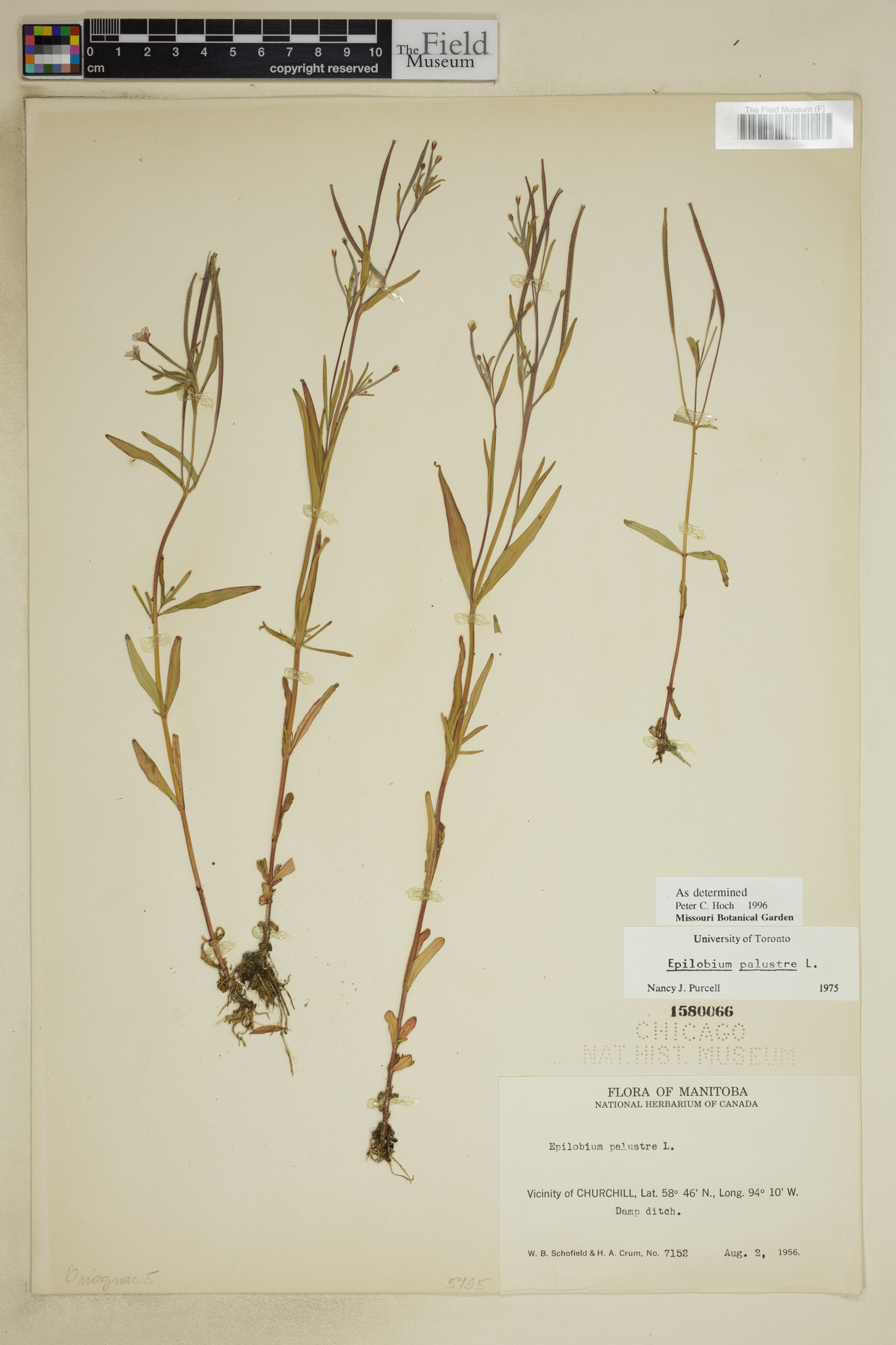 Epilobium palustre image