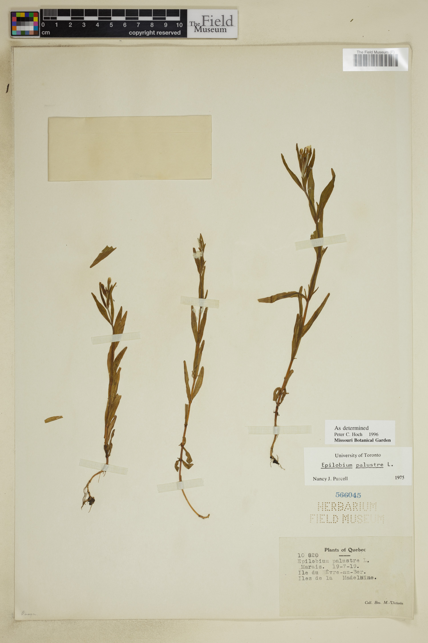 Epilobium palustre image