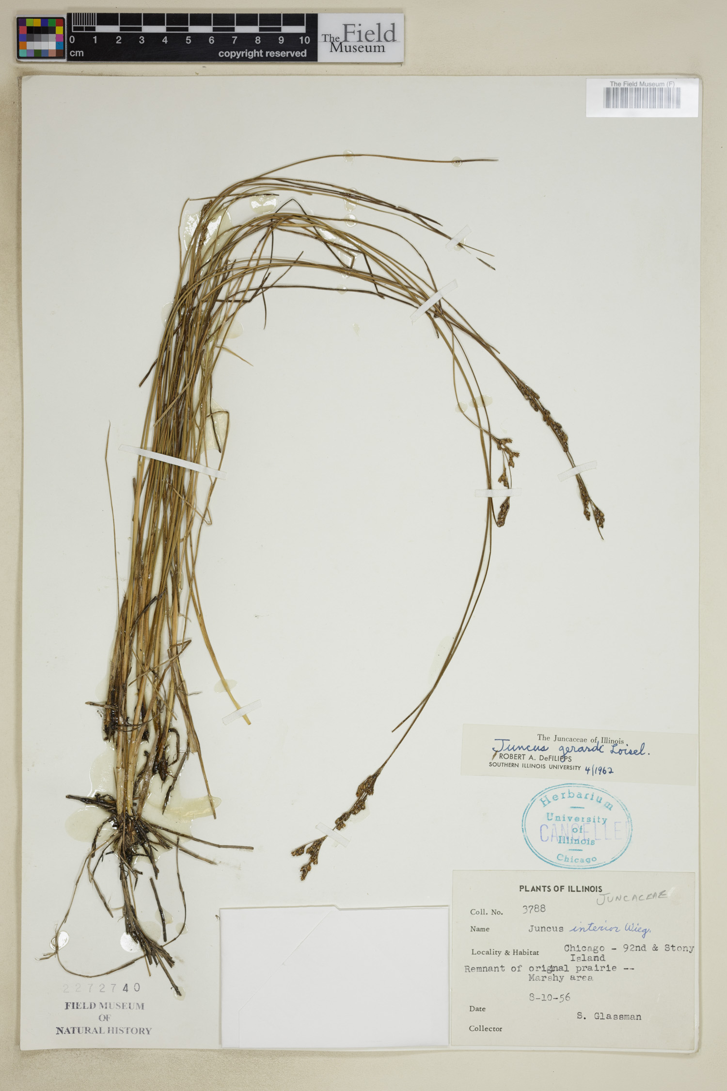 Juncus gerardii image