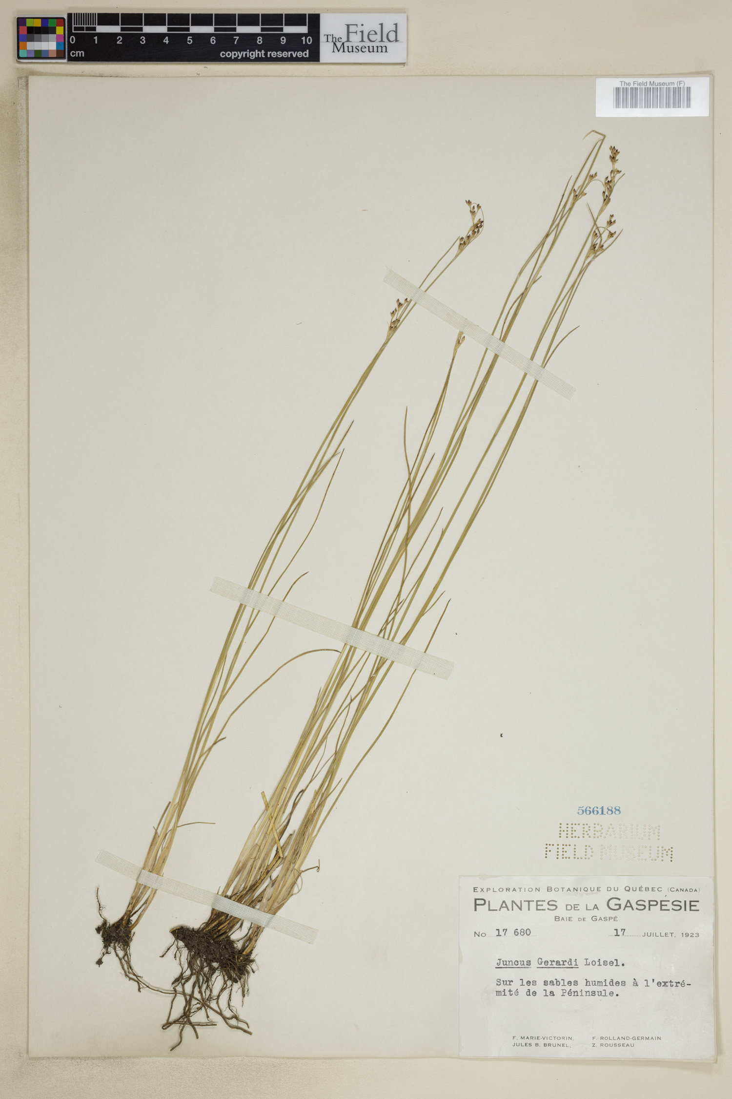 Juncus gerardii image