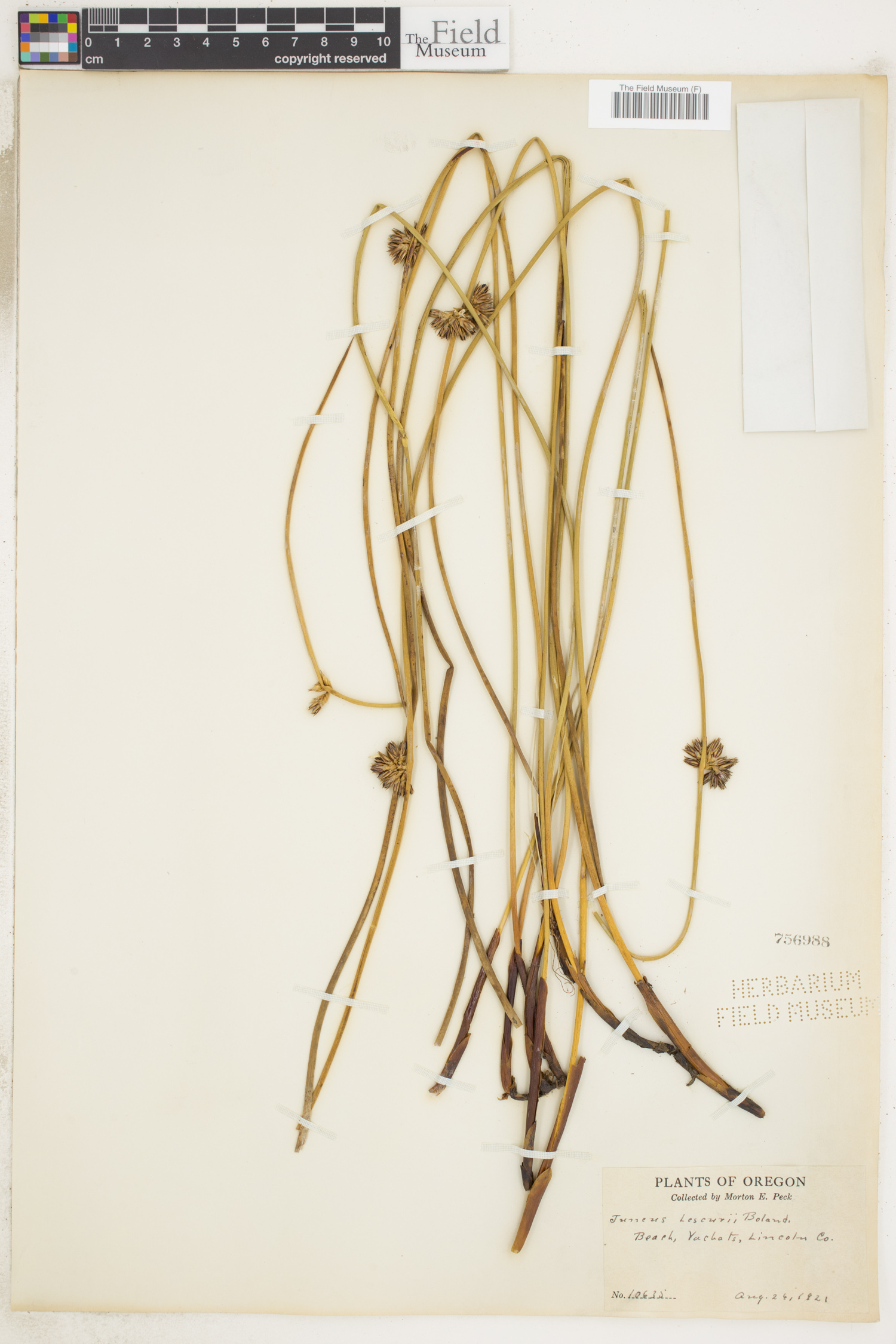 Juncus lesueurii image