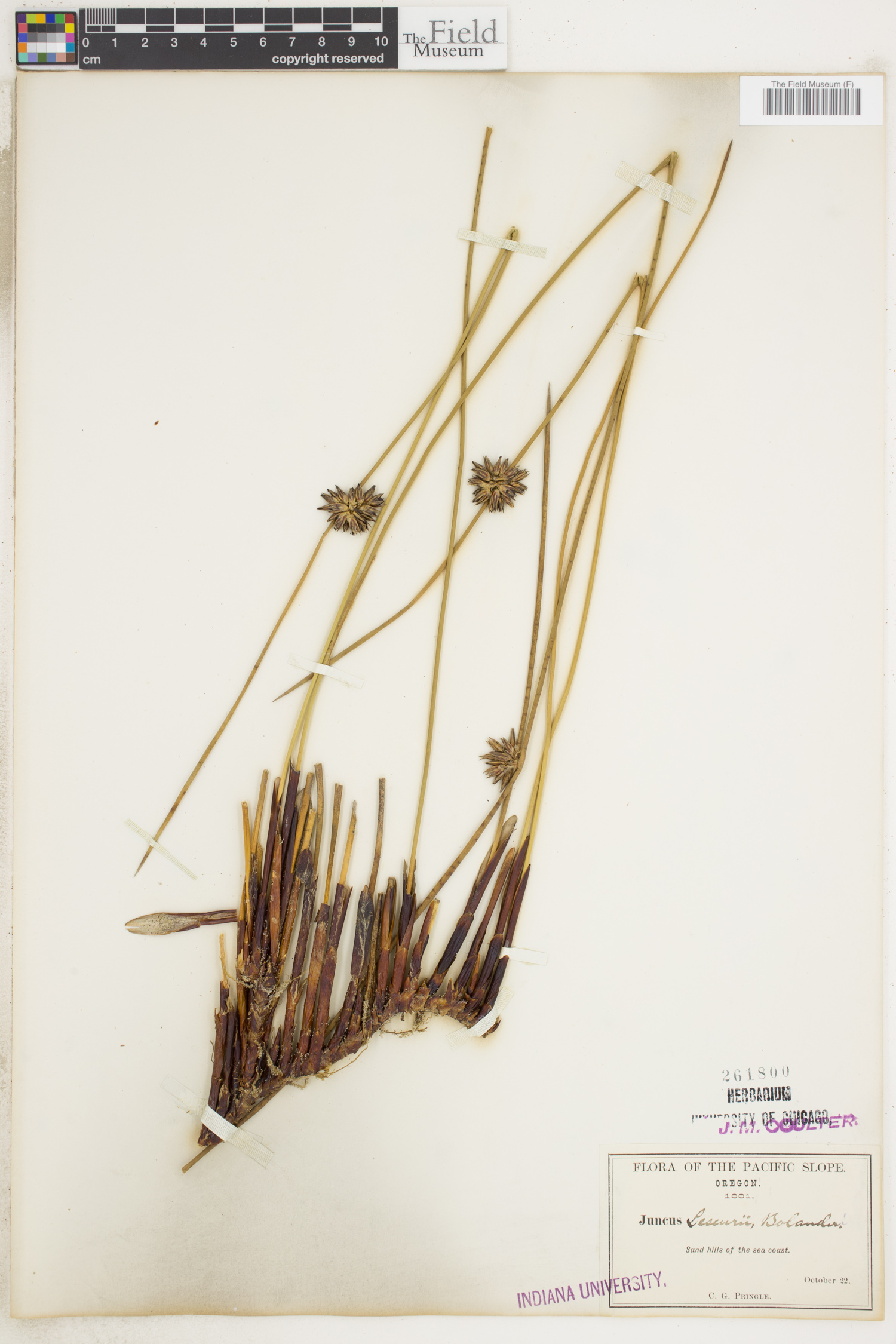Juncus lesueurii image