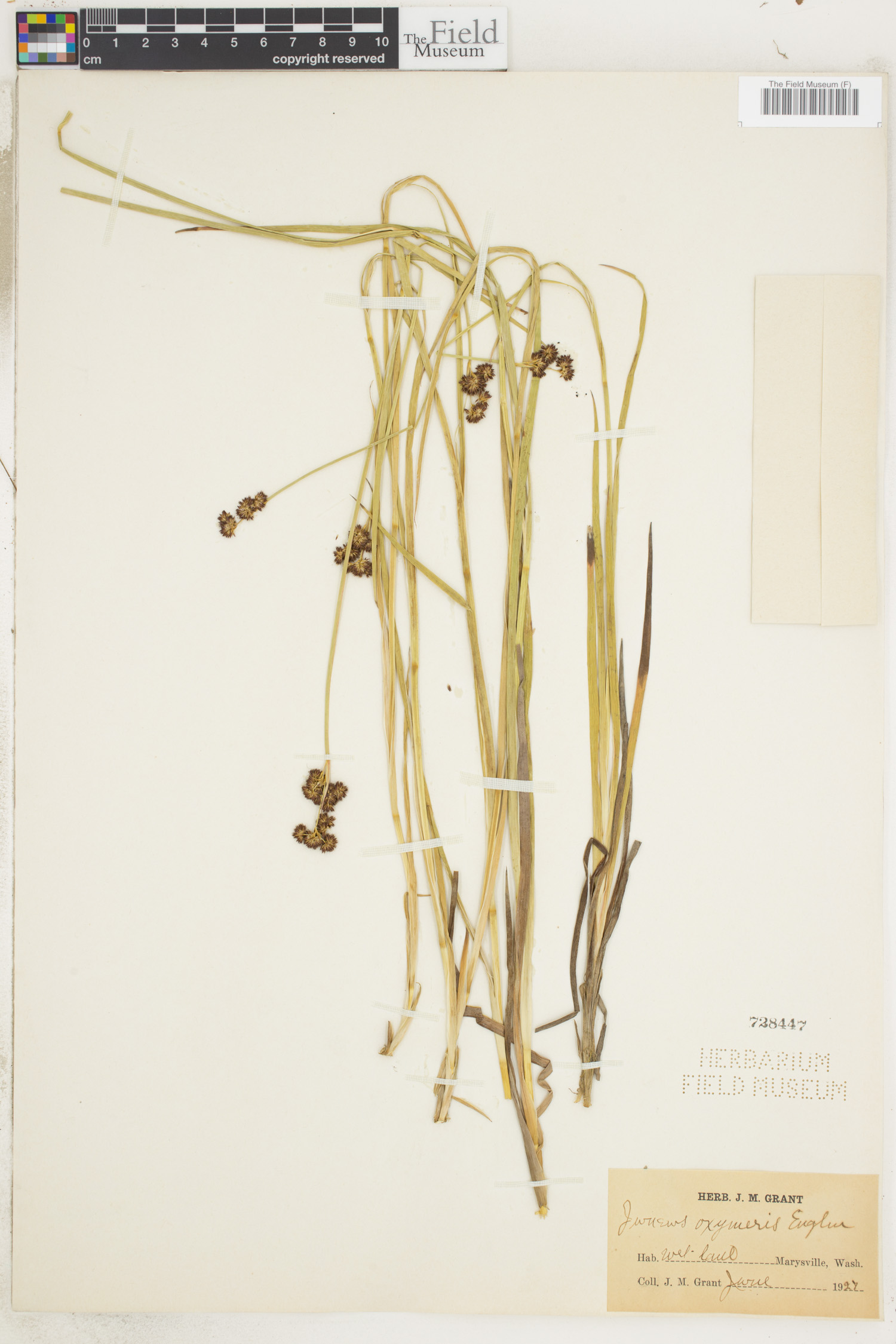 Juncus oxymeris image
