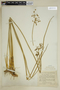 Juncus pelocarpus image