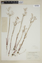 Juncus pelocarpus image