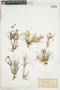 Juncus repens image