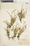 Juncus repens image