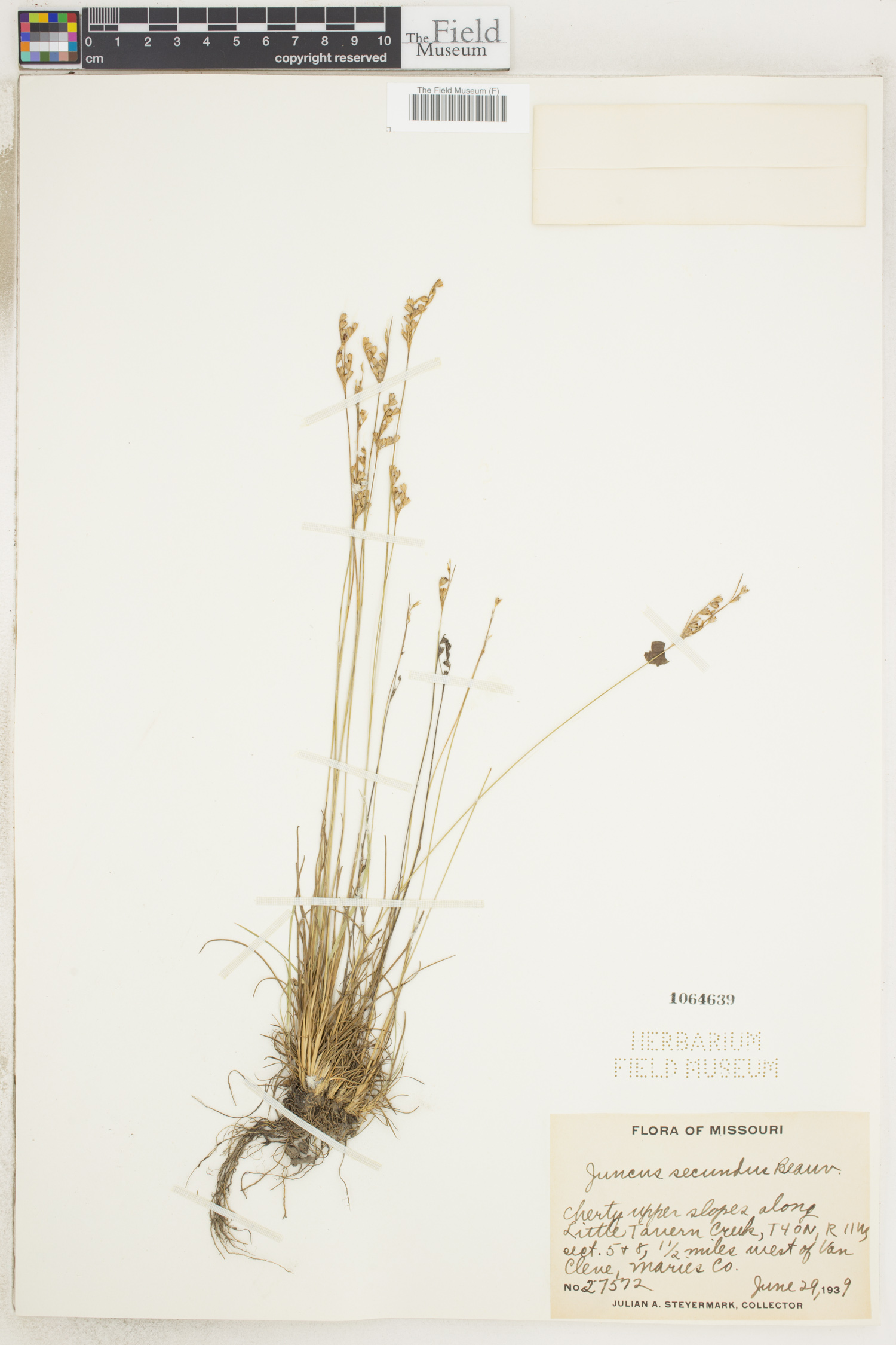 Juncus secundus image