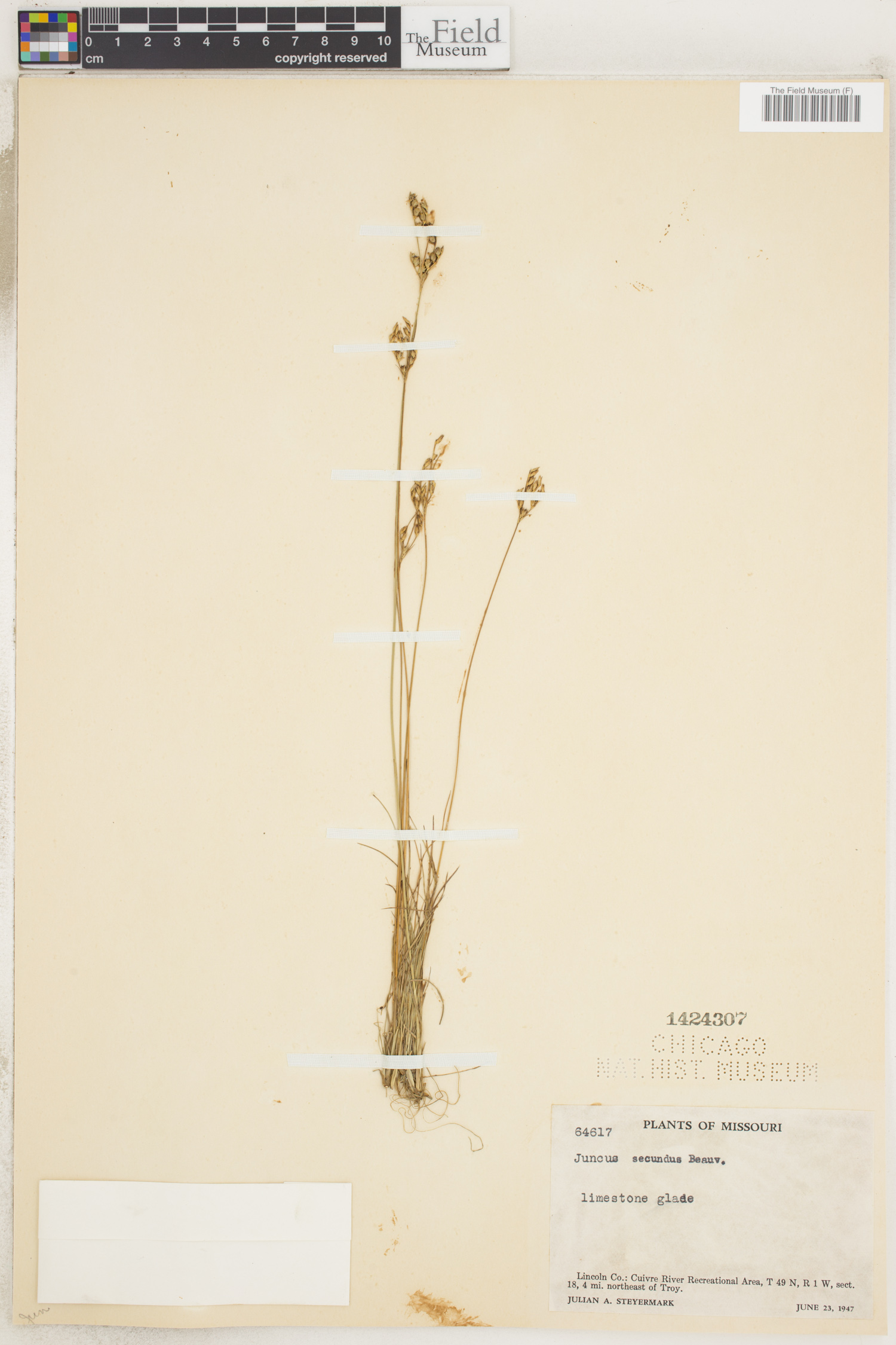 Juncus secundus image