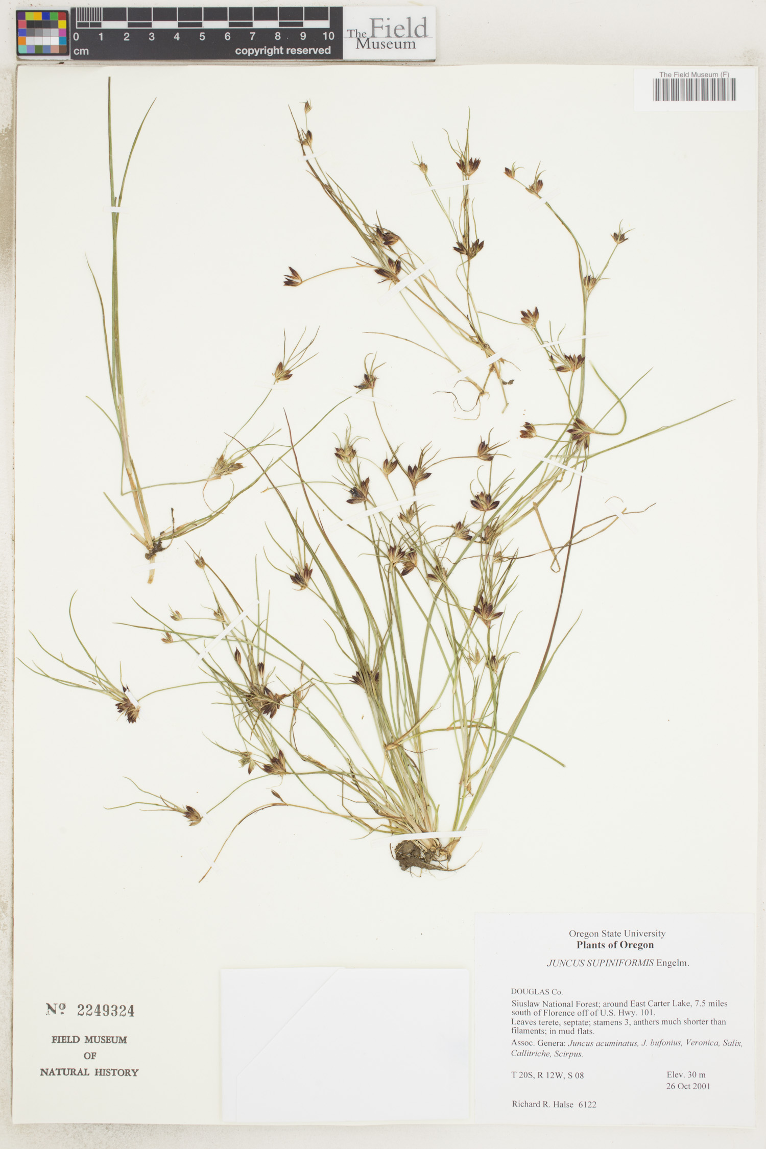 Juncus supiniformis image