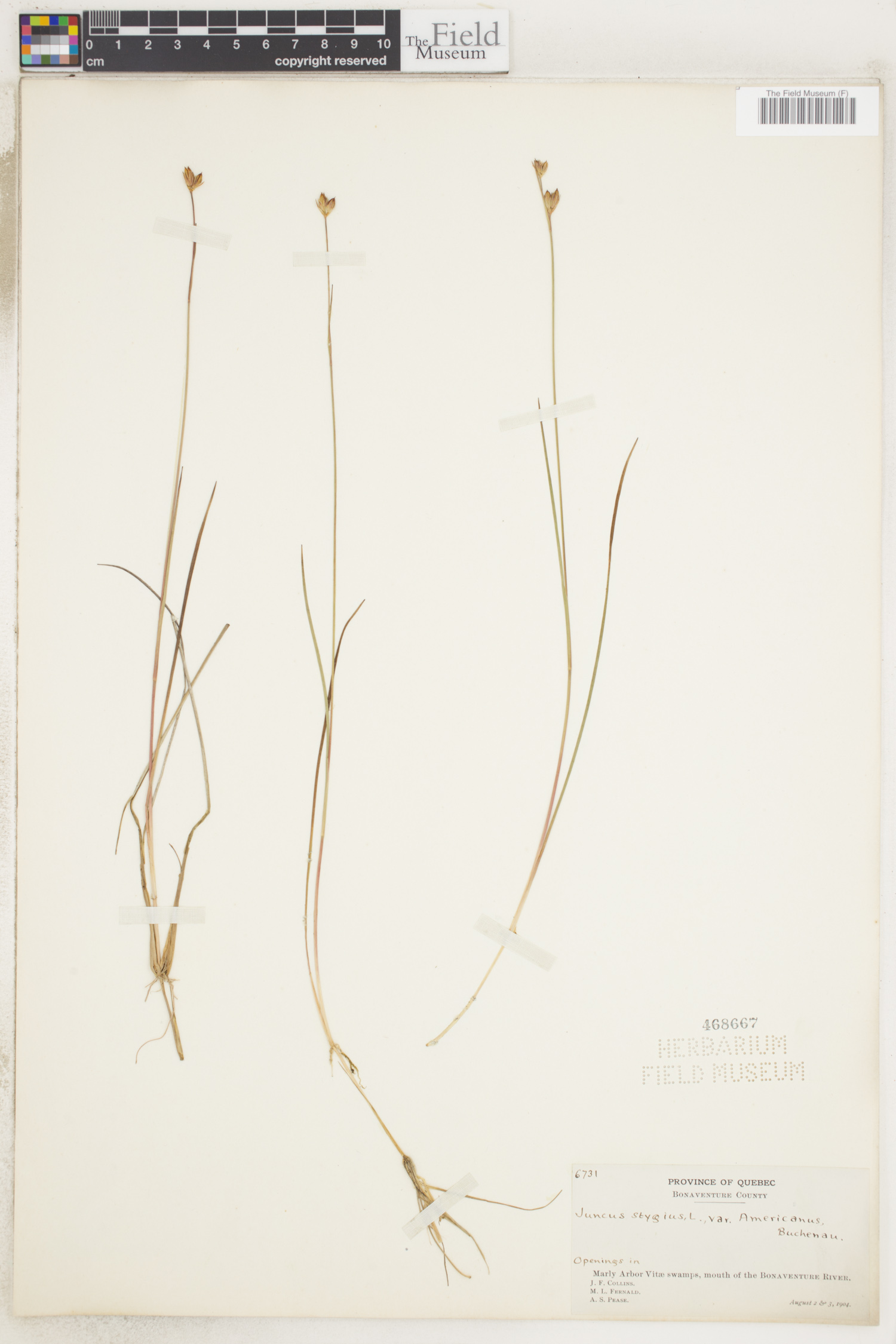 Juncus stygius image