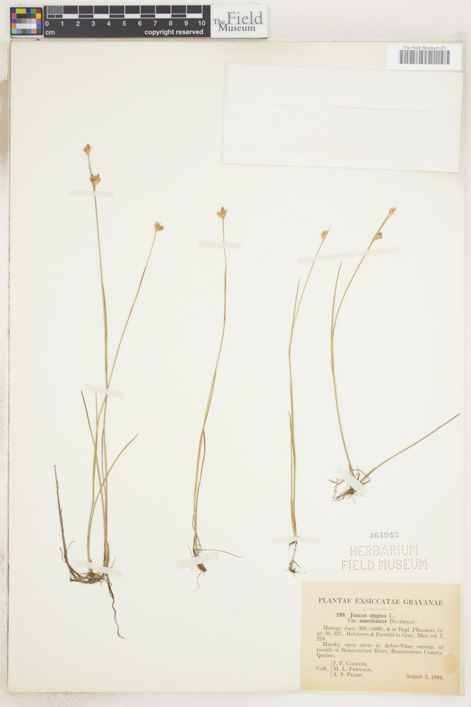 Juncus stygius var. americanus image