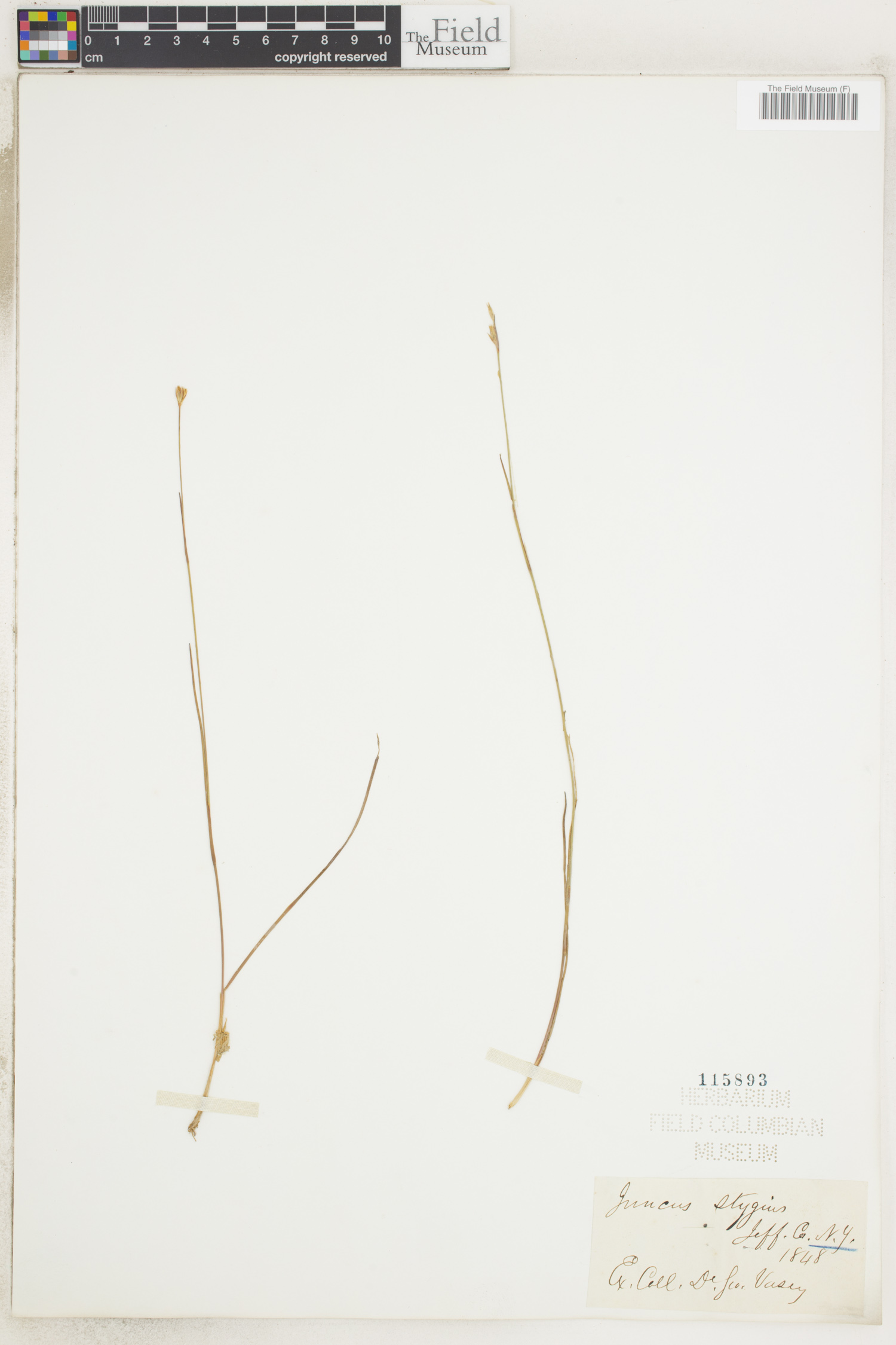 Juncus stygius image
