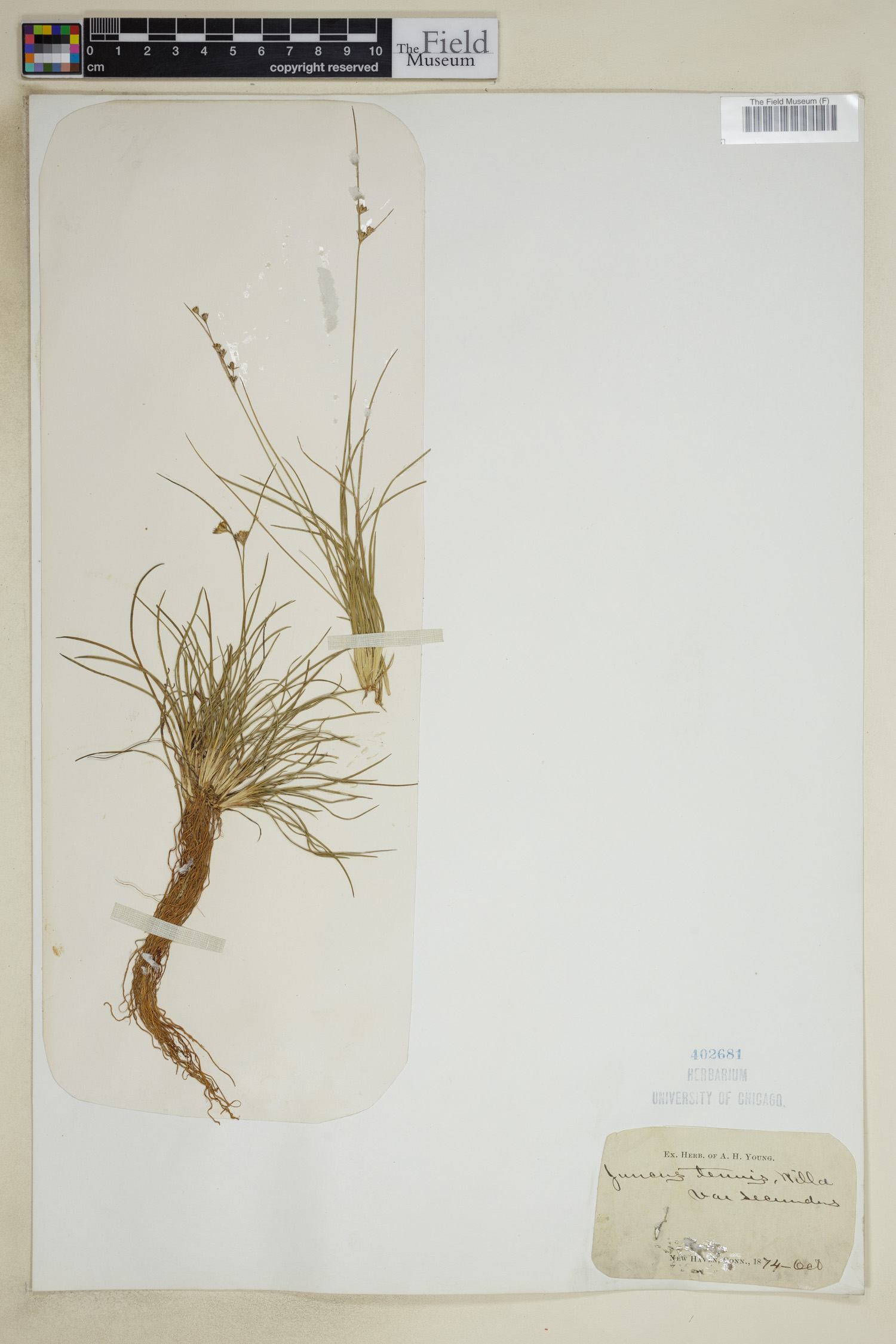 Juncus tenuis var. secundus image