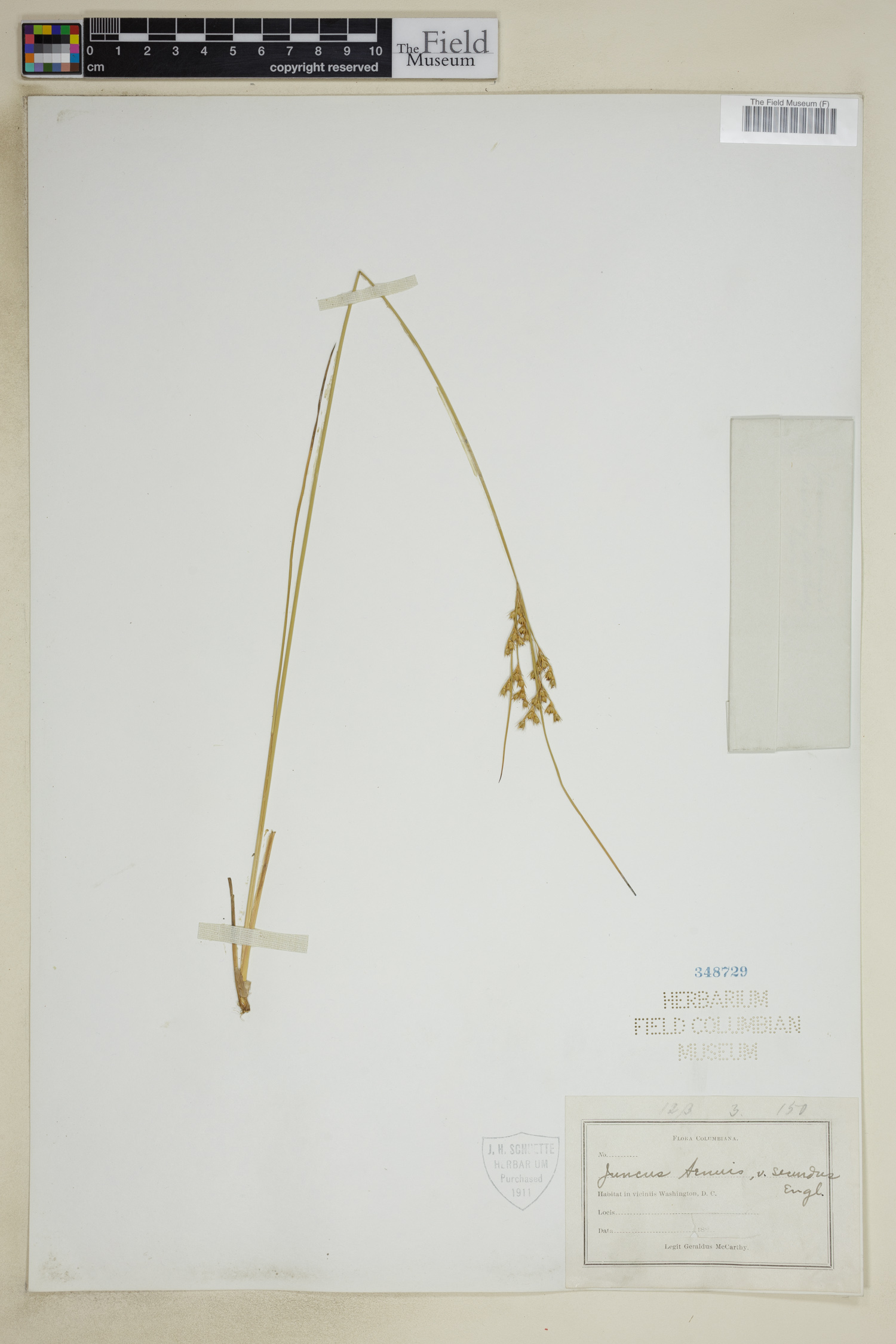 Juncus tenuis var. secundus image