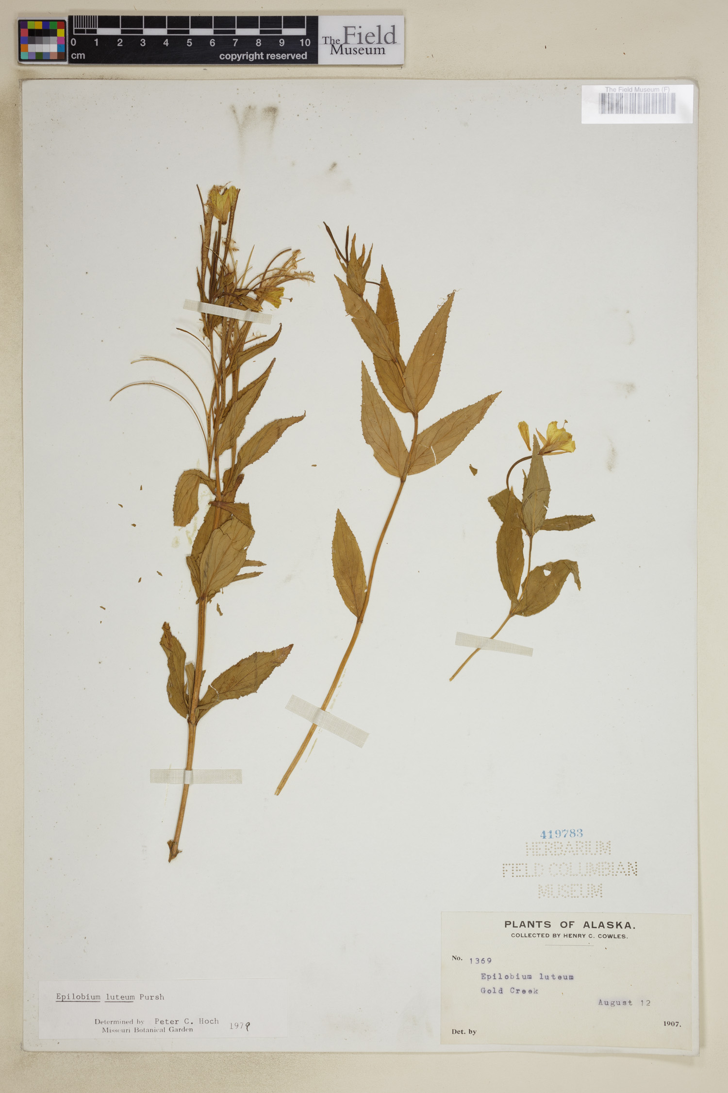 Epilobium luteum image