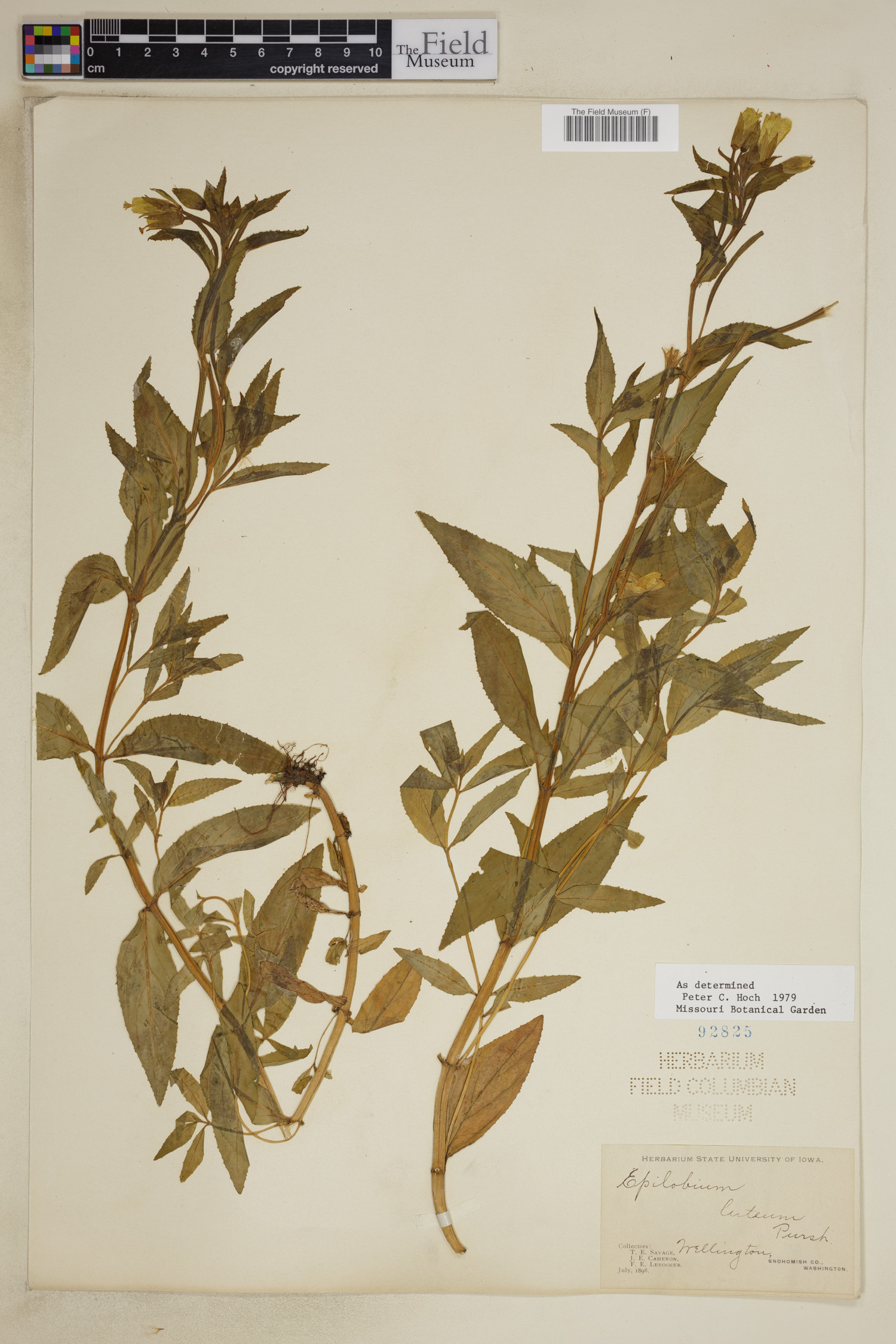 Epilobium luteum image