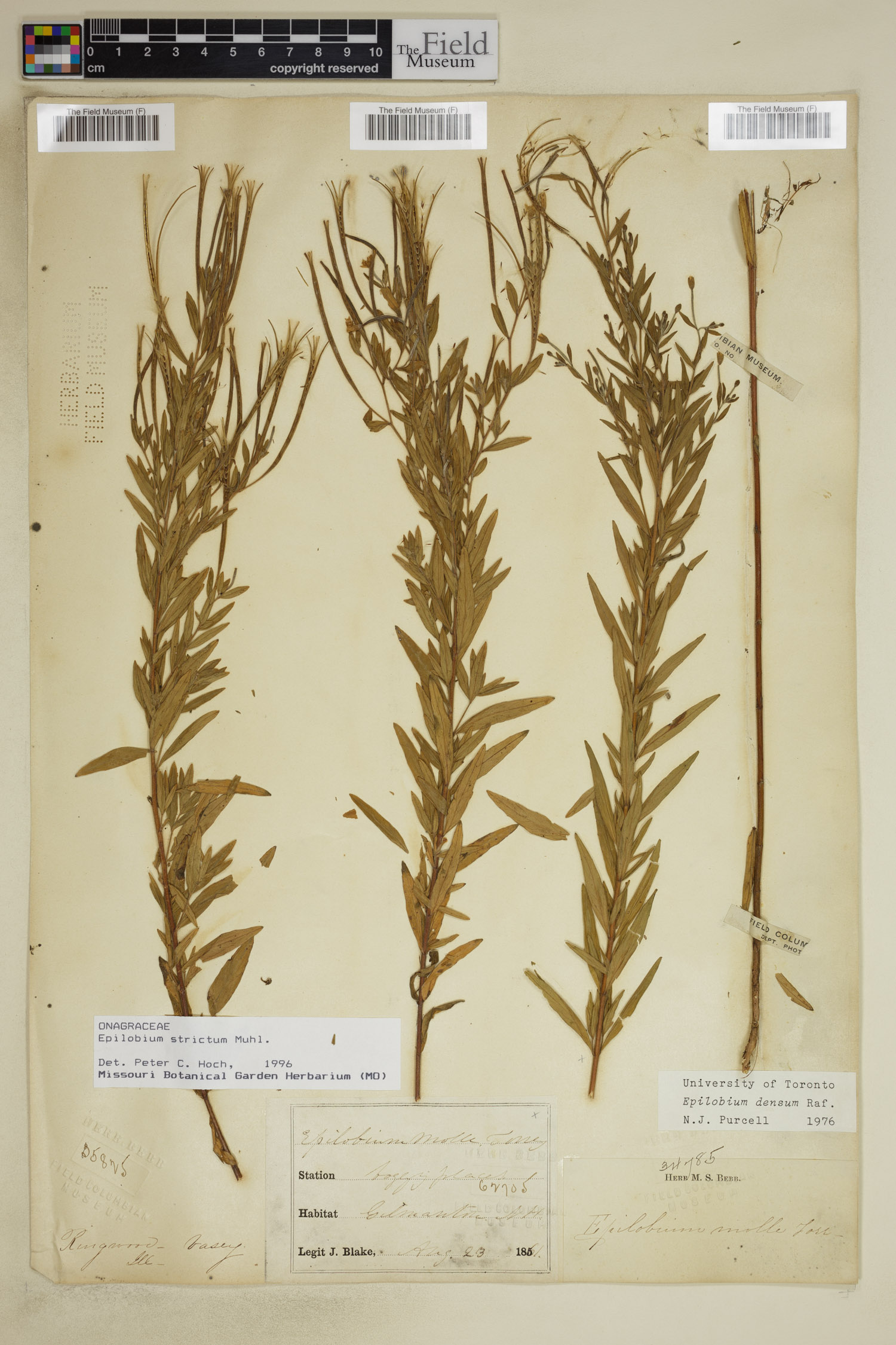 Epilobium strictum