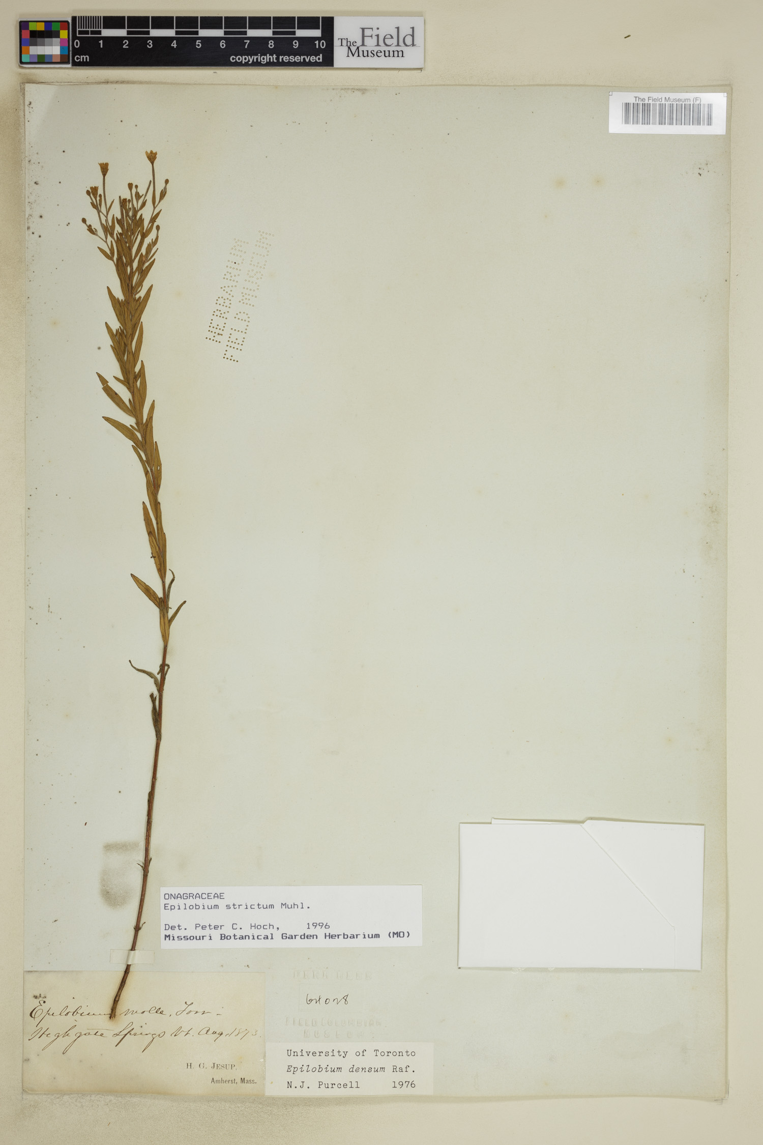 Epilobium strictum image