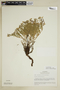 Epilobium suffruticosum image