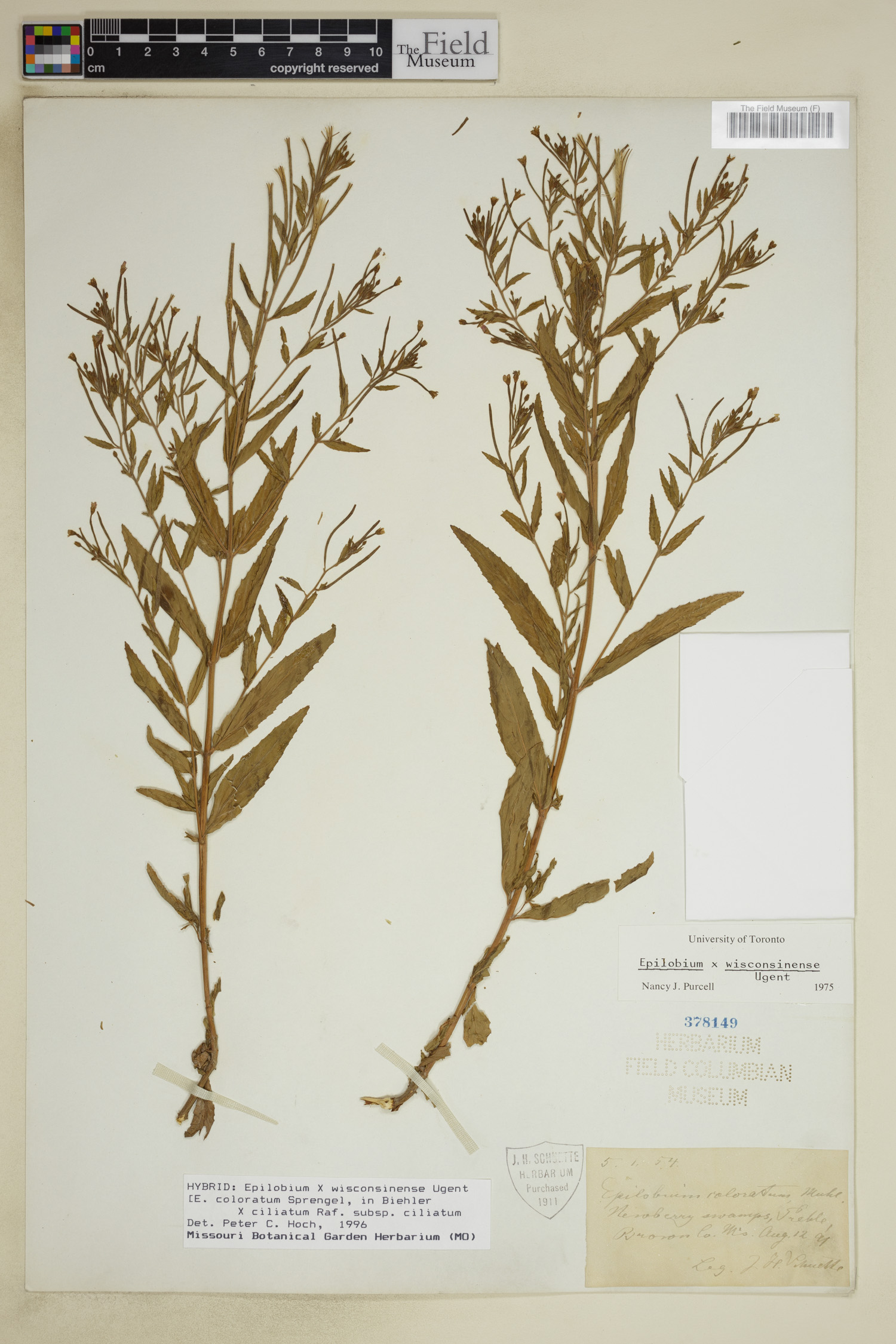 Epilobium wisconsinense image