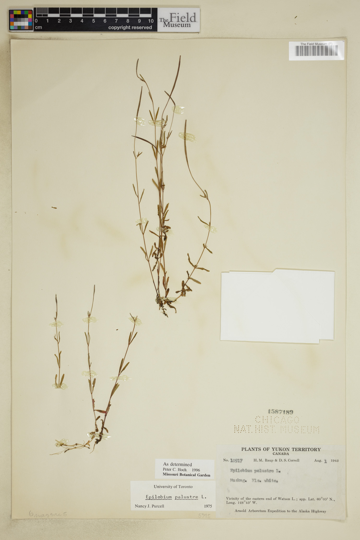 Epilobium palustre image