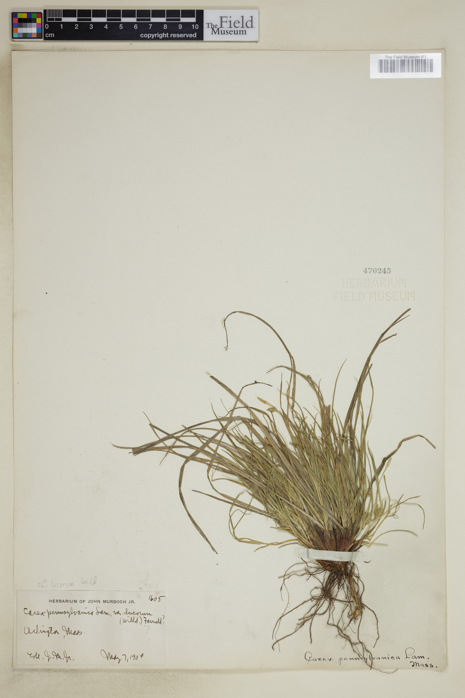 Carex lucorum image