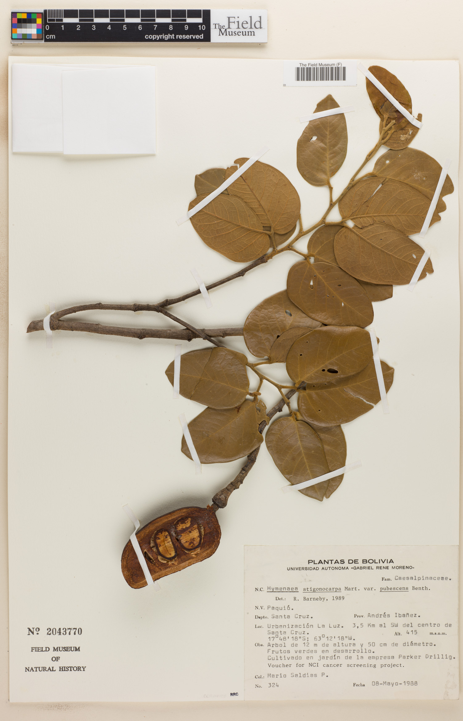 Hymenaea stigonocarpa var. pubescens image
