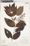 Bertiera pubiflora image