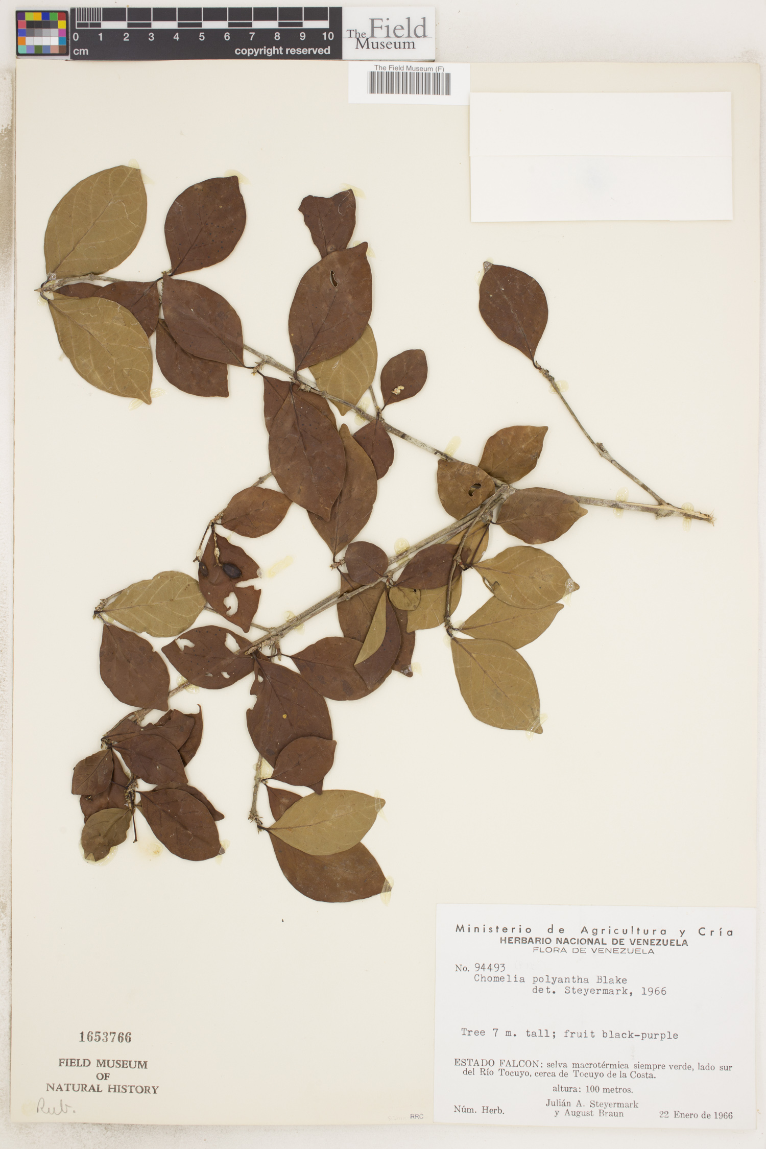 Chomelia polyantha image