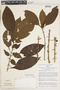 Chomelia tenuiflora image