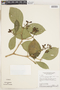 Coussarea cornifolia image