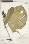 Coussarea latifolia image