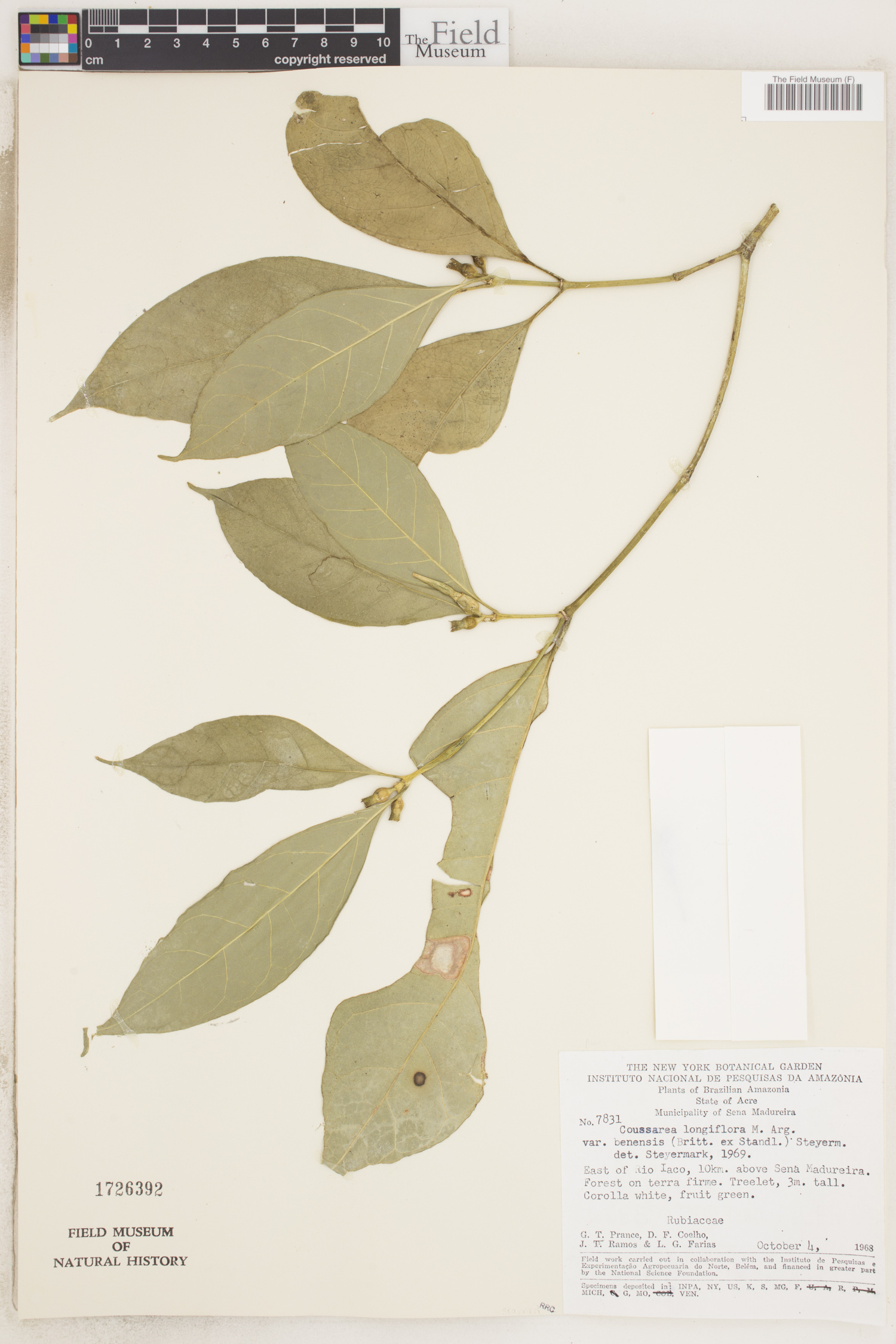 Coussarea longiflora var. benensis image