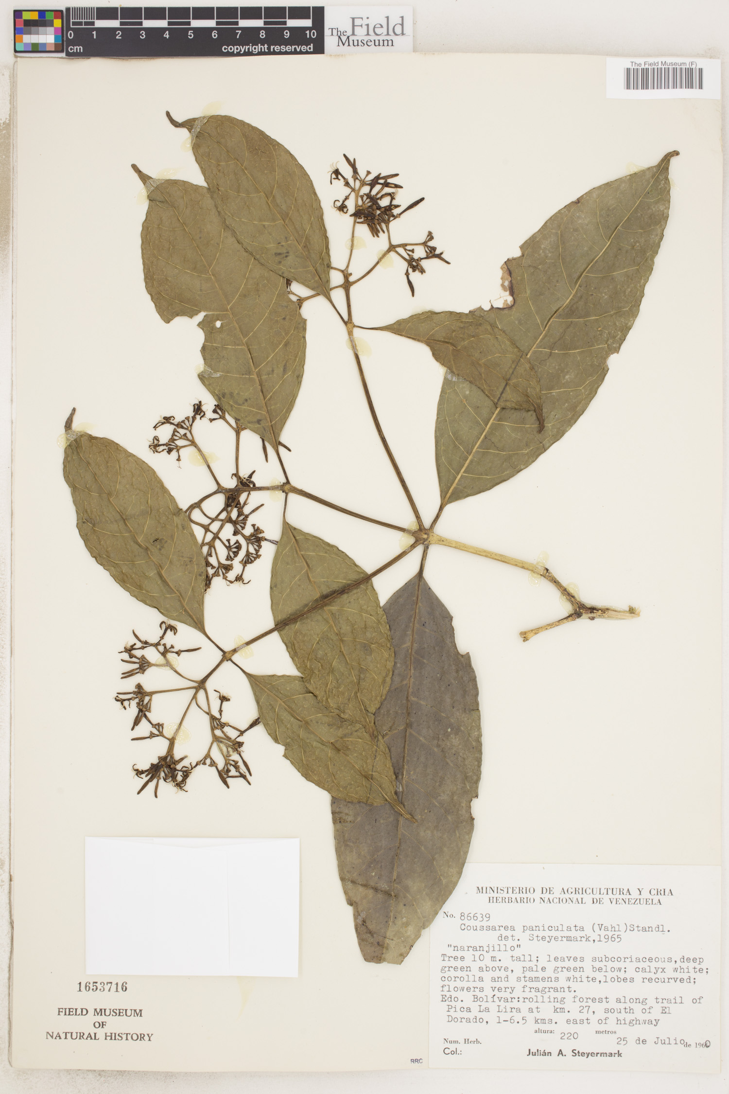 Coussarea paniculata image