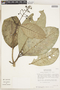 Coussarea meridionalis var. porophylla image
