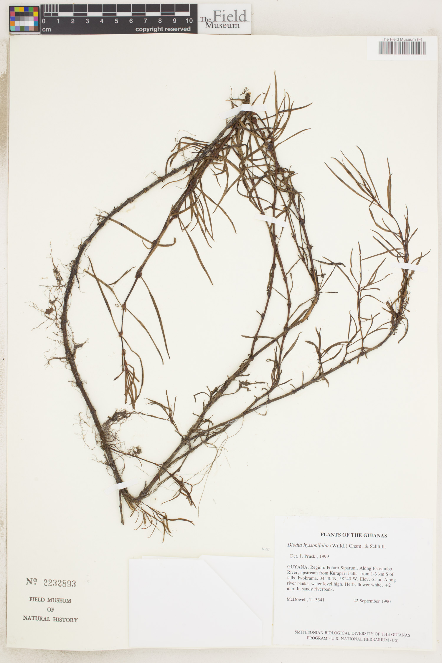Borreria hyssopifolia image