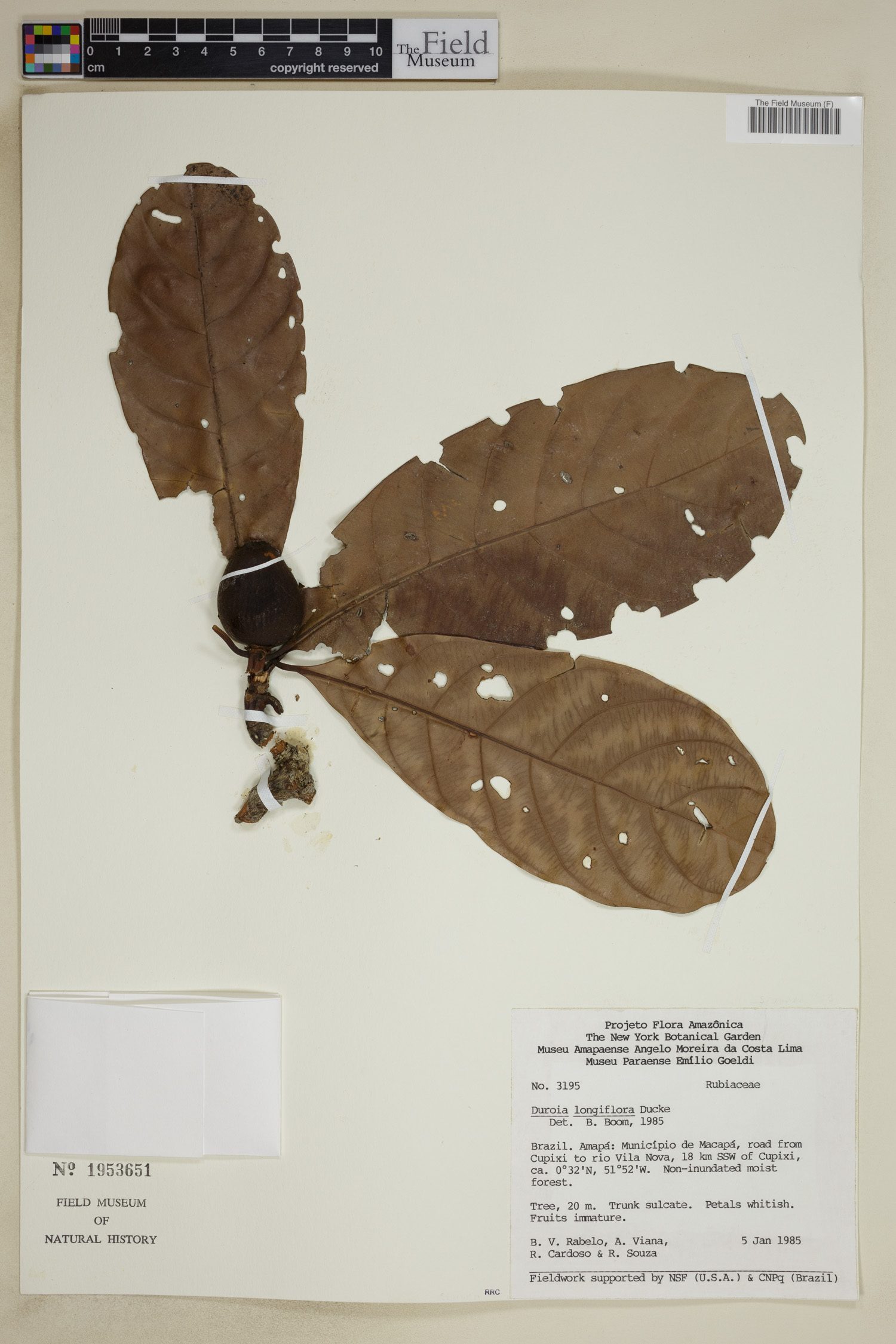 Duroia longiflora image