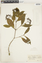 Faramea montevidensis image