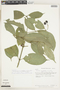 Faramea multiflora image