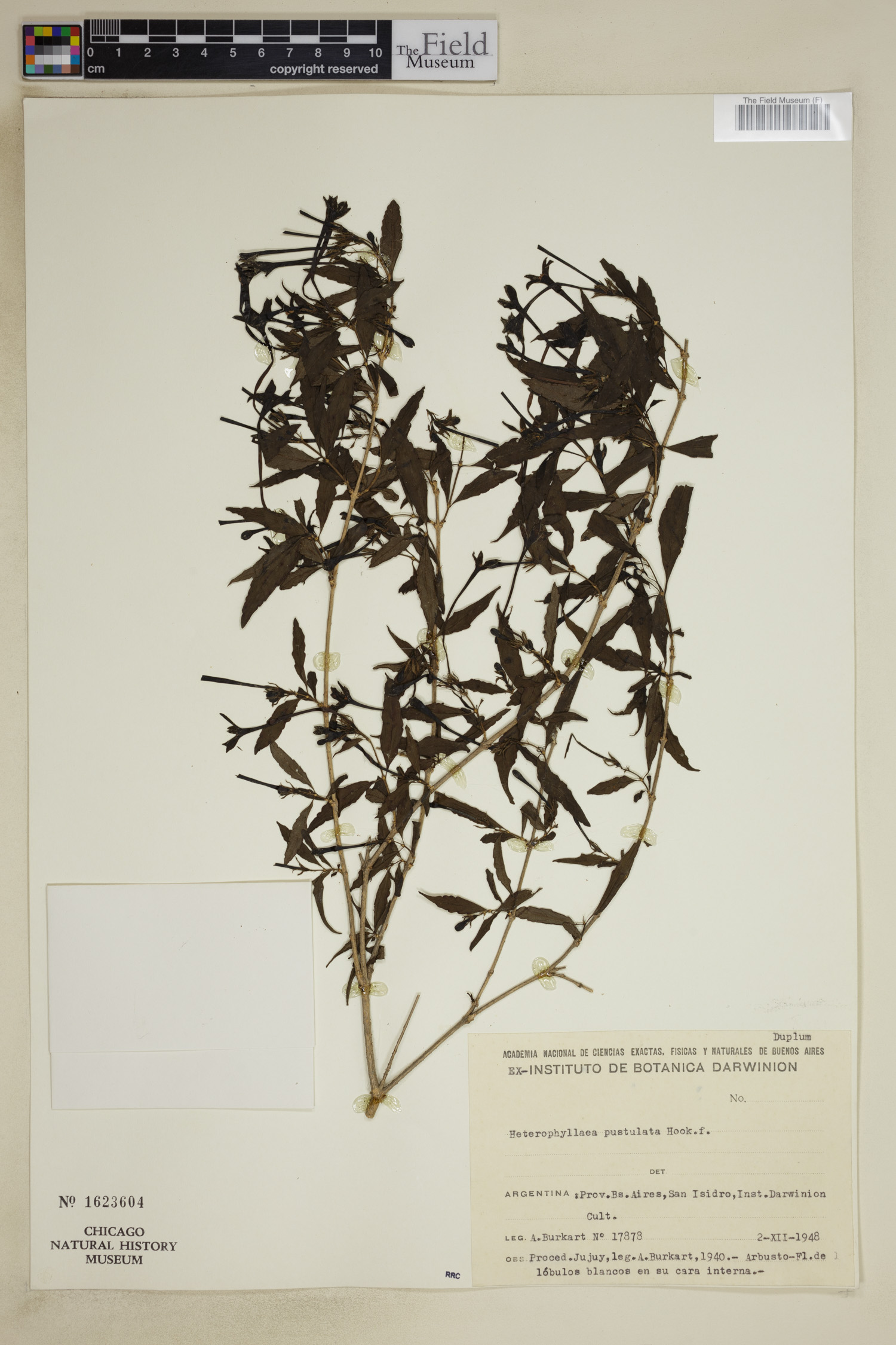 Heterophyllaea image