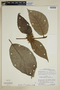 Hippotis latifolia image