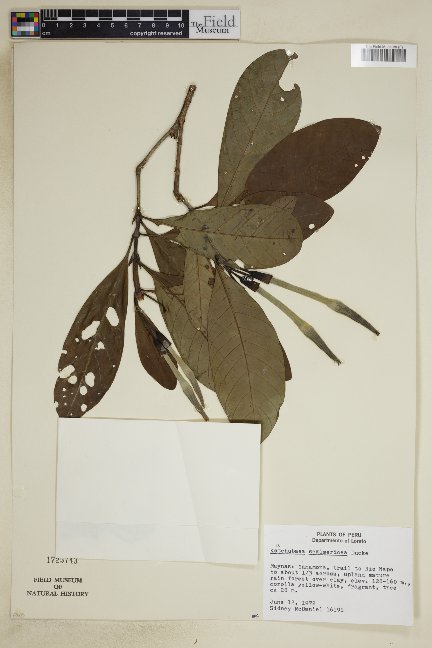 Kutchubaea semisericea image