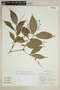 Psychotria goyazensis image