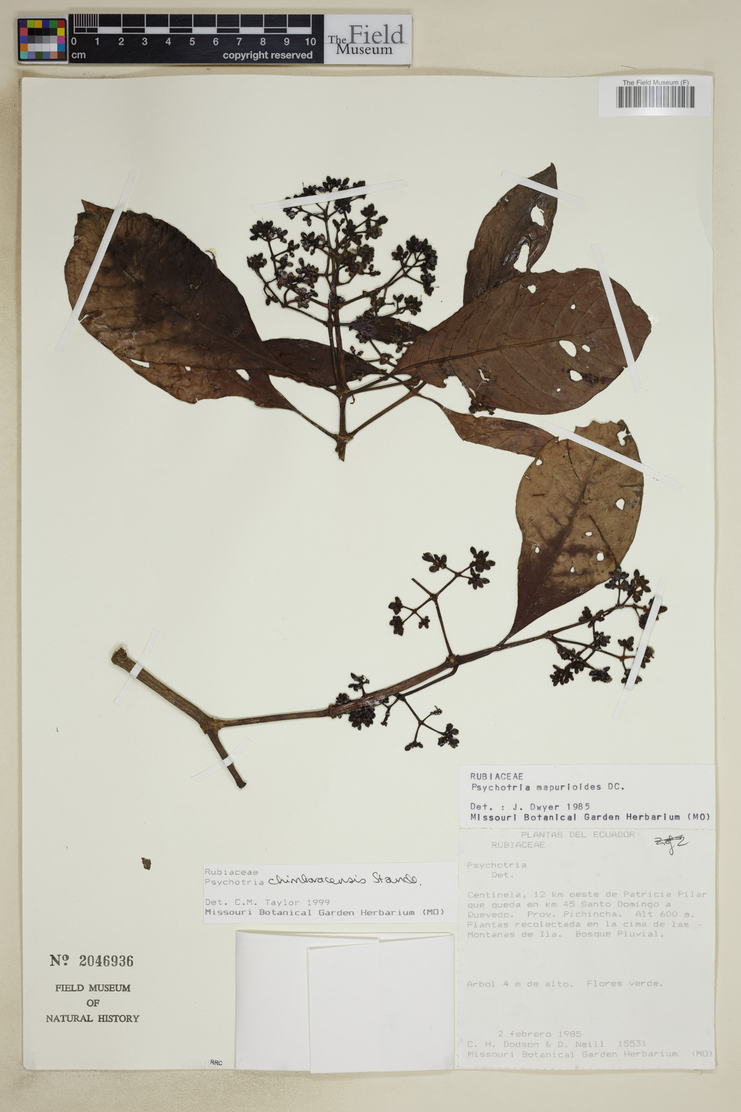 Psychotria chimboracensis image