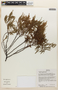 Mimosa lepidota image