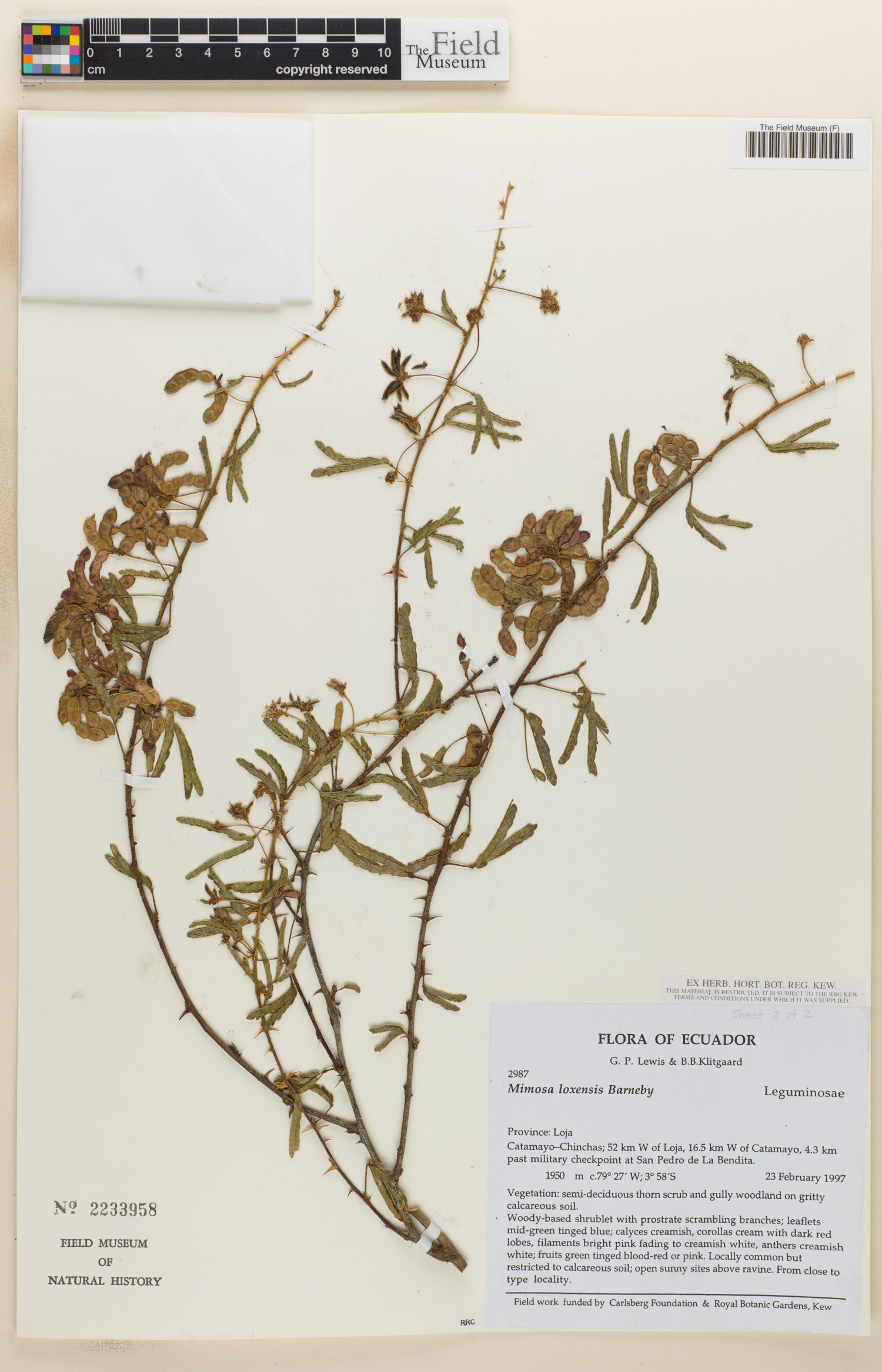 Mimosa loxensis image