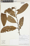 Guatteria oblongifolia image