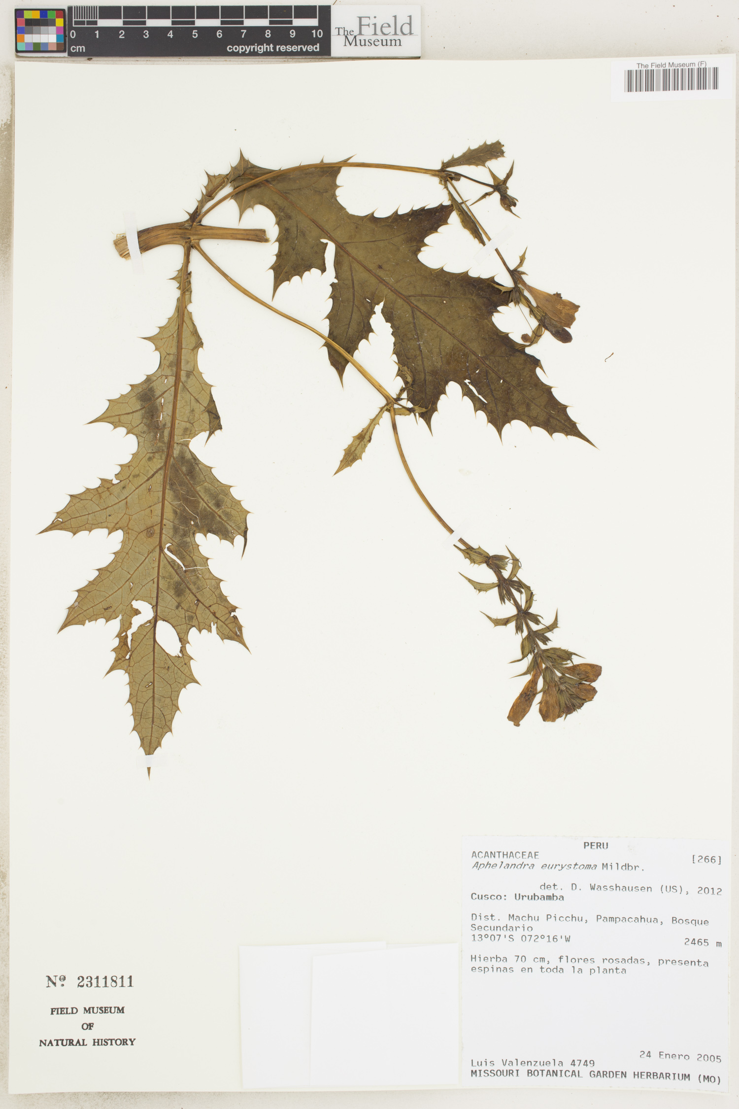 Aphelandra eurystoma image